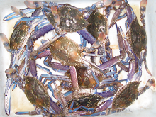 blue manna swimmer crabs, cockburn sound, western australia wa