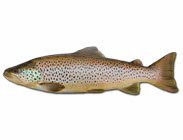 How-To-Catch-Brown-Trout-in-Australia_183x140