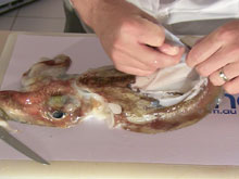 clean and prepare a cuttlefish
