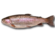 how to catch Rainbow Trout