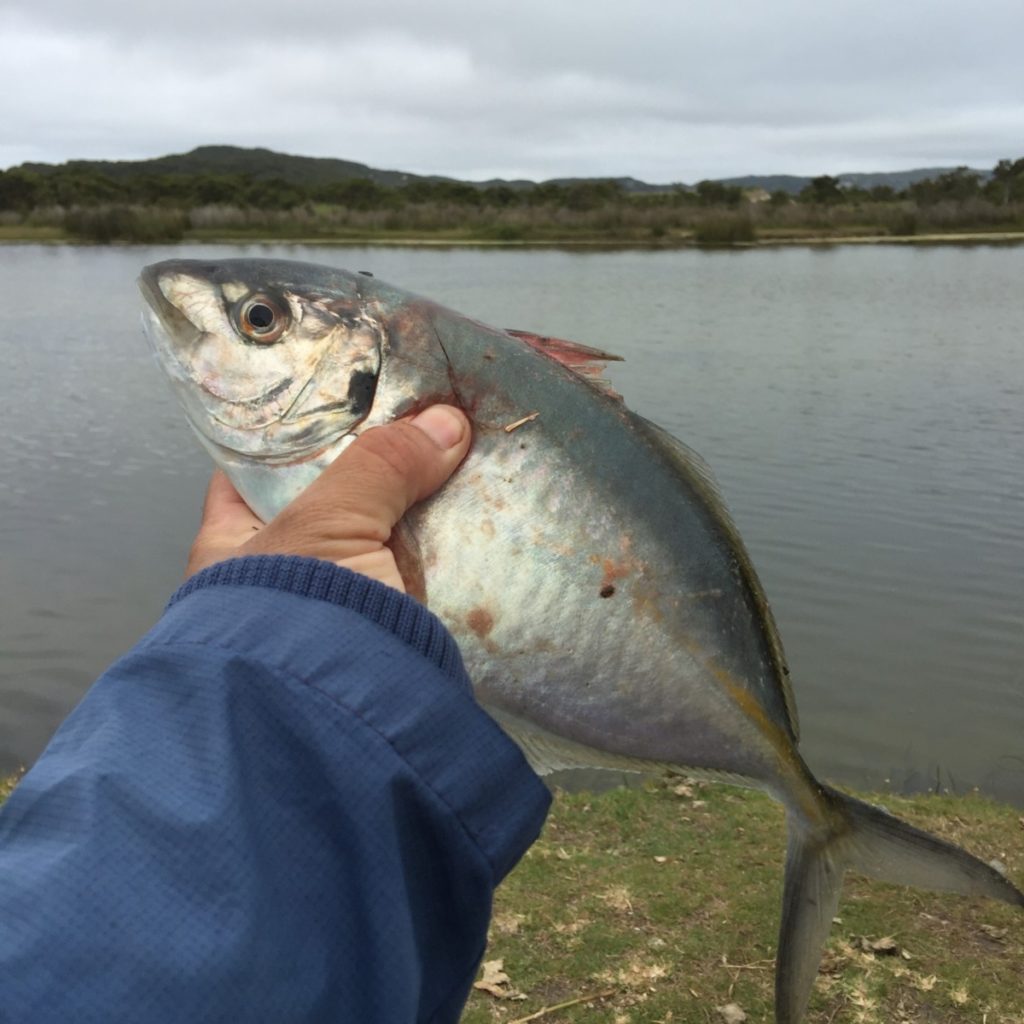 Nhadier Addala - 28 - Trevally